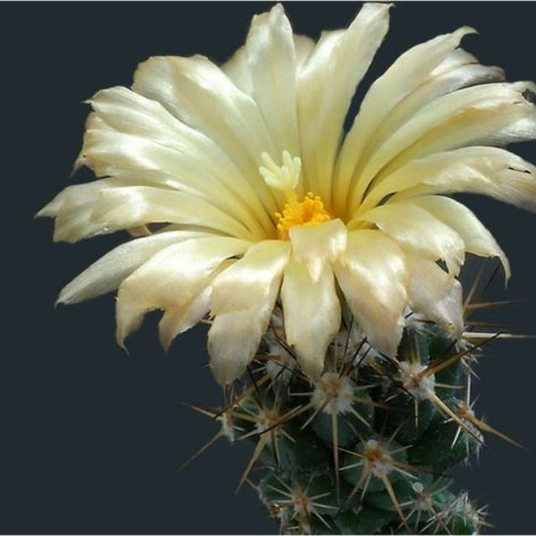 004