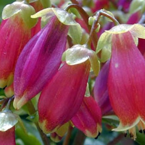 032