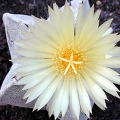 035