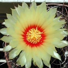 036
