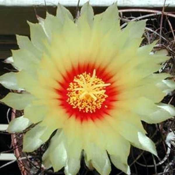 036