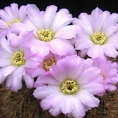 042
