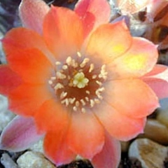 049