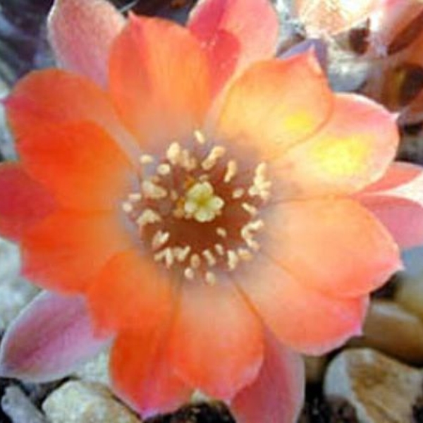 049