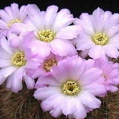 050