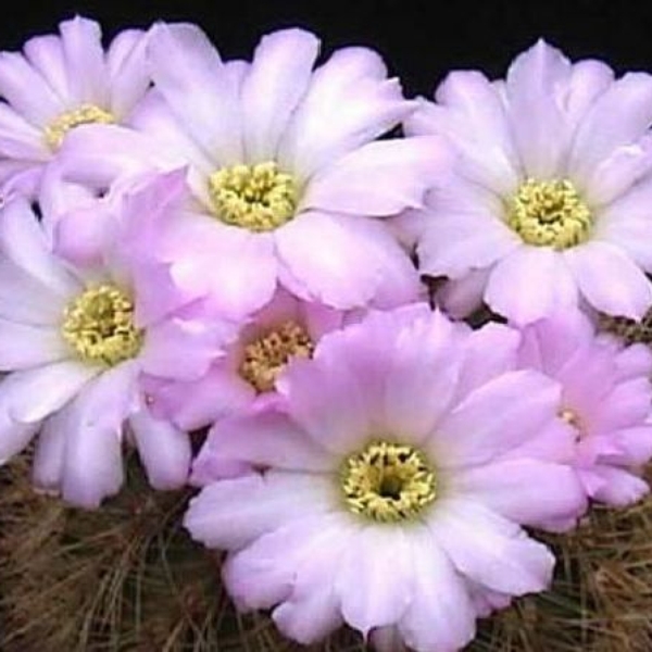 050