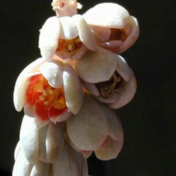 060