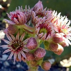 063