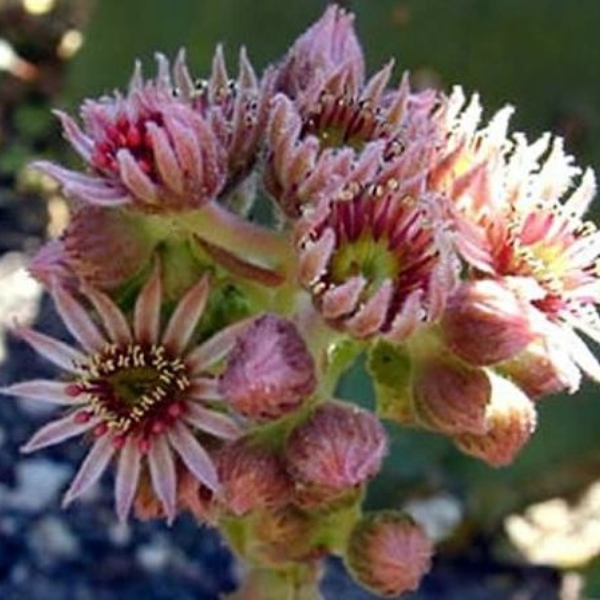 063