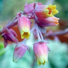 066