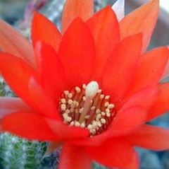 067