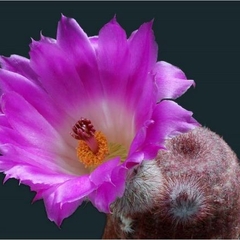 074