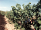 46.655 hectolitres de vin en 1982 pour 267 hectares