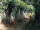Un petit chemin au milieu du village
